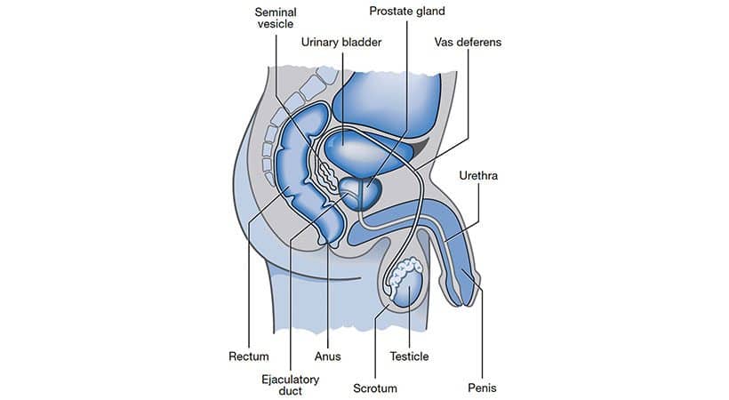 Prostate Cancer  Can Shooting Your Load Reduce The Risk