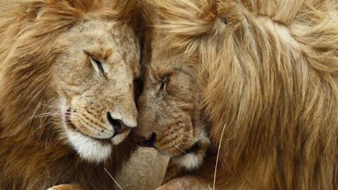 Two-lions-rubbing-noses