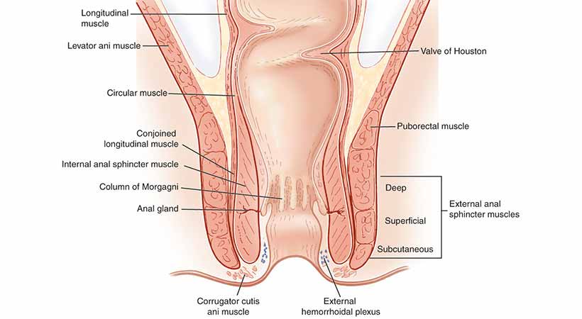 Anotomical Transexual Anal Illustration - Gay Anal Intercourse Anatomy | Gay Fetish XXX