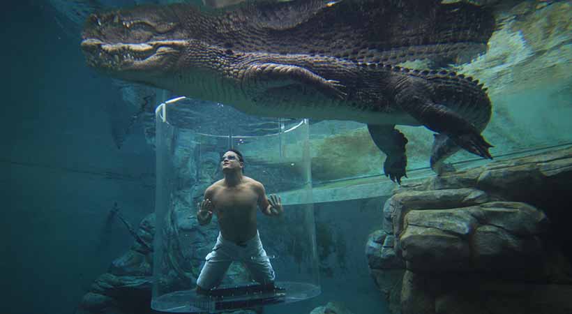 cage of death crocosaurus cove darwin man underwater with crocodile