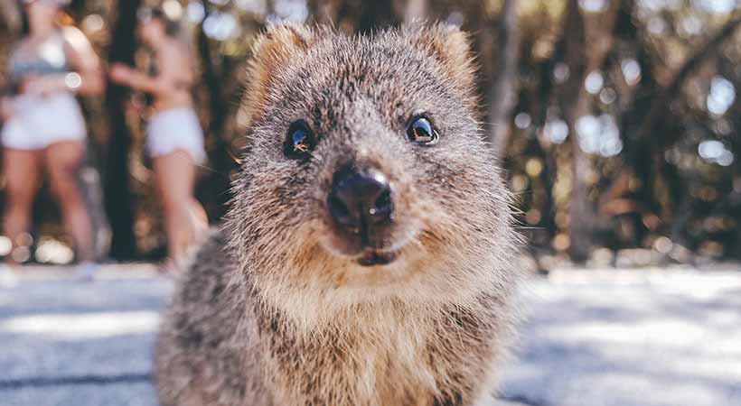 rottnest island perth adorable quokka selfie