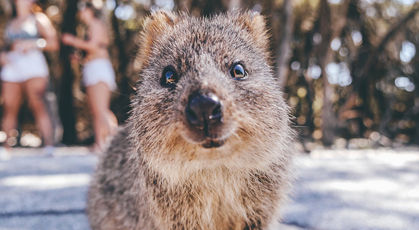 Close up quokka