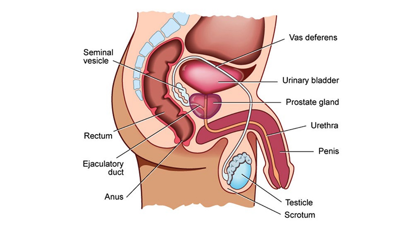 male reproductive system cross section anatomical diagram showing the prostate