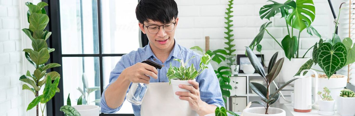 young asian man with glasses uses spray bottle to care for houseplants