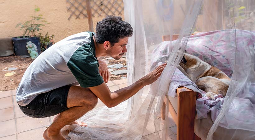 young man bends down to touch a dog lying on an armchair in the garden under a mosquito net