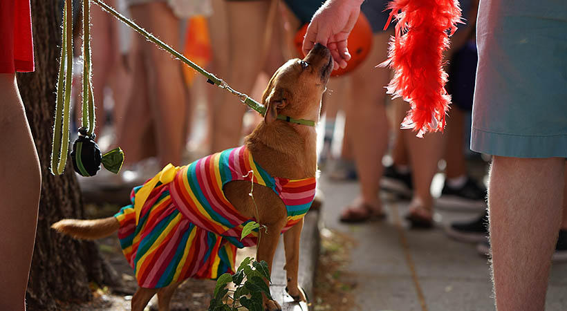 Portrait of a cute little dog with gay flag during gay pride 