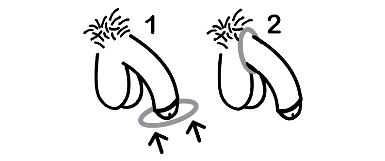 two-drawn-penises-with-instructions-for-putting-on-a-cock-ring