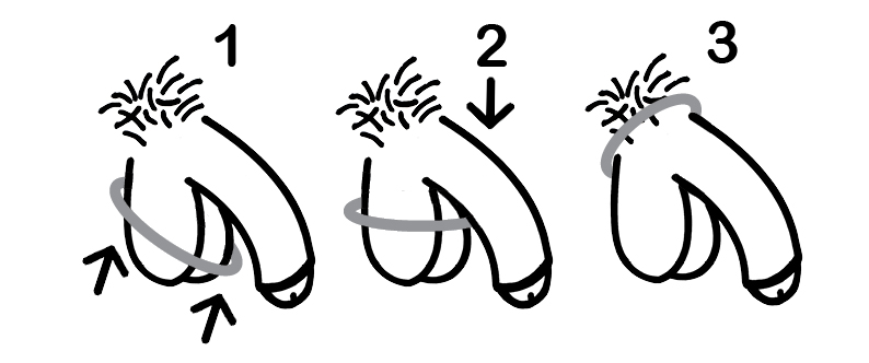 three-drawn-penises-with-instructions-for-putting-on-a-cock-ring